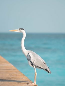 Малдиви - хотел Kuredu 4*