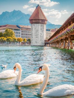 Берн-алпийски чар и елегантност